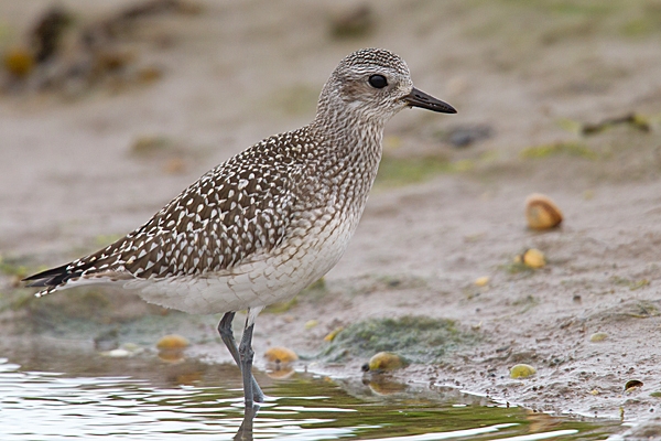 Grey Plover at edge of pool. Sept. '20.