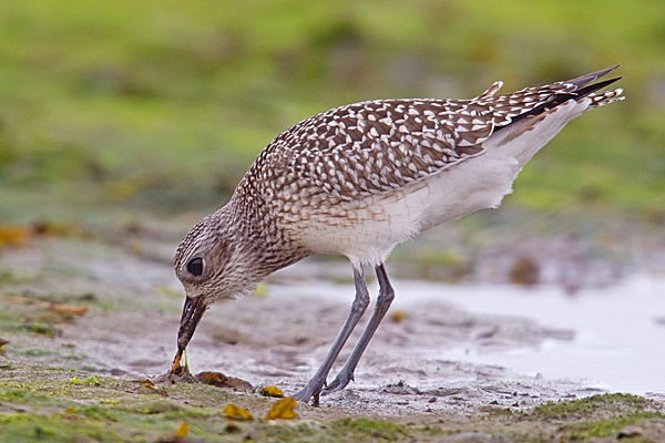 Grey Plover pulling up worm. Sept. '20.