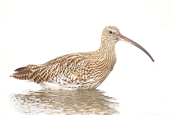 Curlew in pool,high key. Sept. '20.