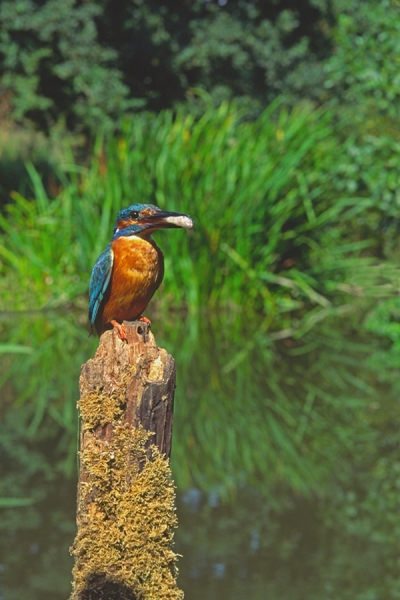 Kingfisher on mossy post,in habitat.
