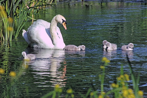 Mute Swan family.