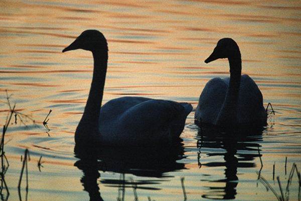 Swan silhouettes.