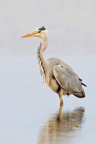 Causeway Heron. Oct. '22.