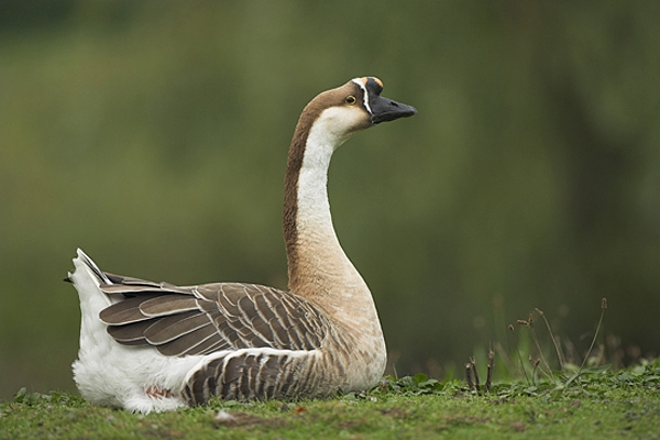 Chinese Domestic Goose.