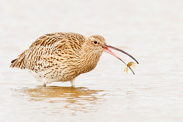 Curlew feeding 1. Oct. '22.