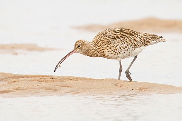 Curlew with sand eel. Oct. '22.