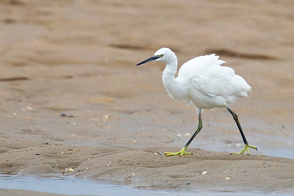 Little Egret. Oct. '22.