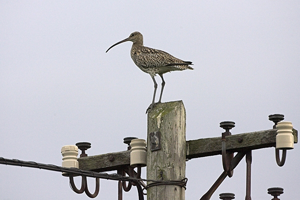 Curlew on electricity pole.