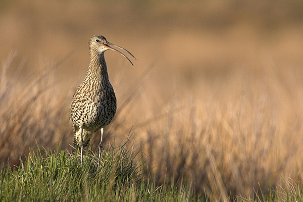 Curlew,calling.