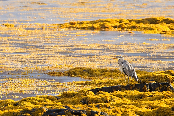 Backlit Grey Heron. Oct. '22.