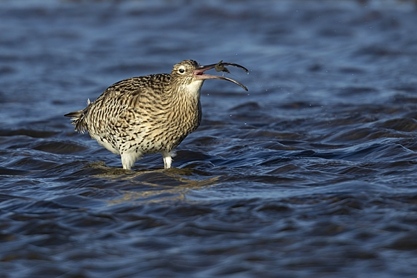 Curlew feeding on shrimp. Nov. '22