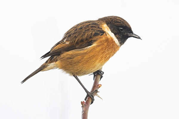 Male Stonechat. Nov. '22.