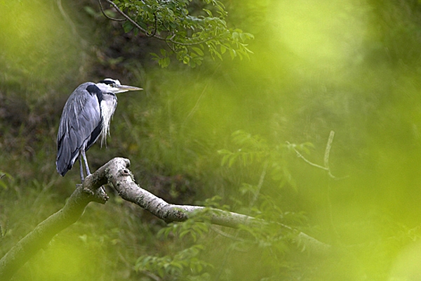 Grey Heron thru foliage.