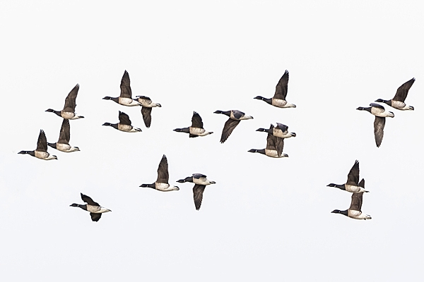 Pale bellied Brent Geese 2. Feb. '23.