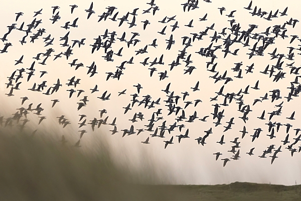 Pale bellied Brent Geese 1. Feb. '23.