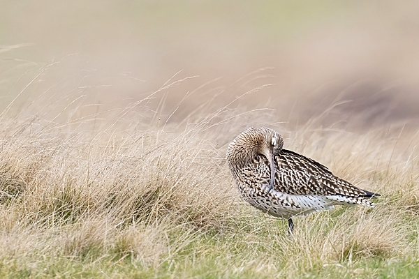 Curlew preening. Apr. '23.