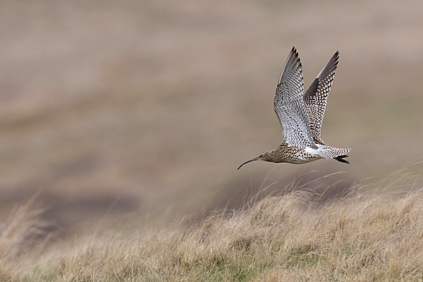 Curlew in flight. Apr. '23.