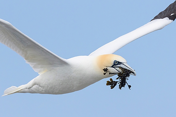 Gannet in flight with seaweed 2. Apr. '23.