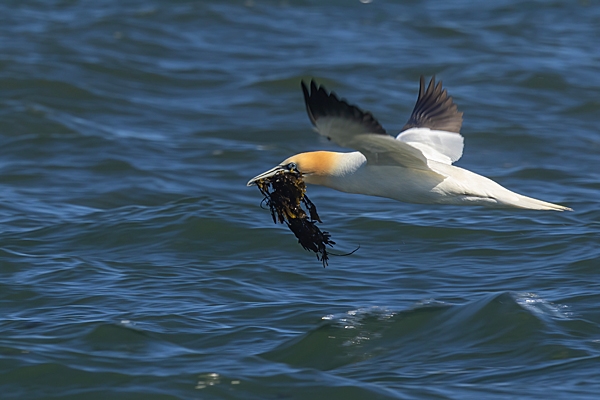 Gannet takes off with seaweed. Apr. '23.