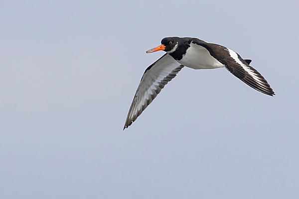 Oystercatcher in flight. Apr. '23.