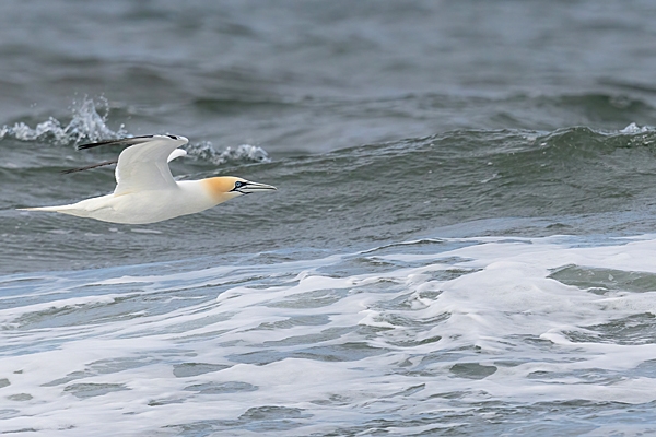 Gannet over the waves. Apr. '23.