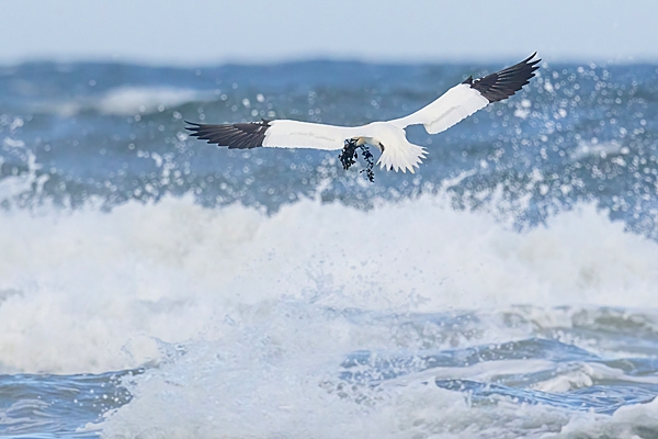 Angelic Gannet with seaweed over the waves. Apr. '23.