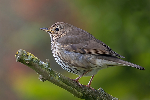 Young Song Thrush. Apr. '23.