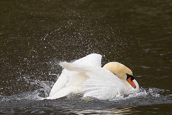 Mute Swan bathing. Apr. '23.