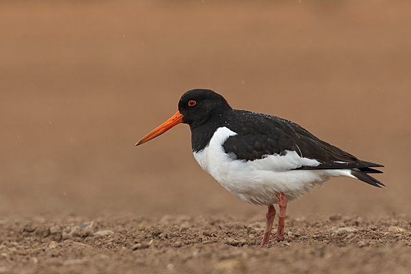 Oystercatcher in the rain. Apr. '23.