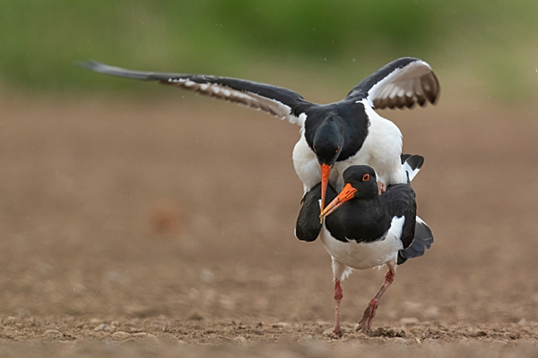 Oystercatchers mating 2. Apr. '23.