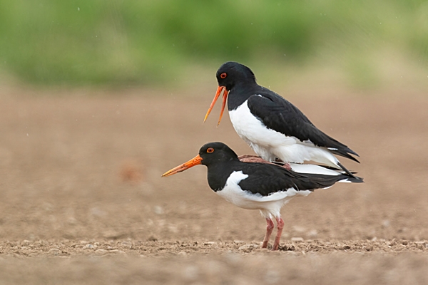 Oystercatchers mating 1. Apr. '23.