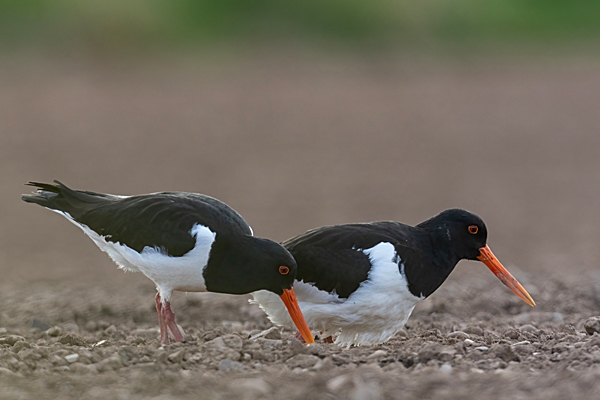 Oystercatcher nest changeover. Apr. '23.