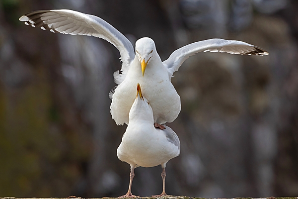 Herring Gulls mating. May. '23.