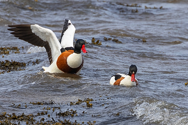 Male and female Shelducks. May. '23.