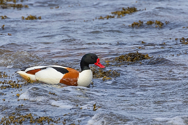 Male Shelduck 2. May. '23.