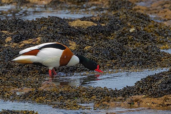 Male Shelduck 1. May. '23.