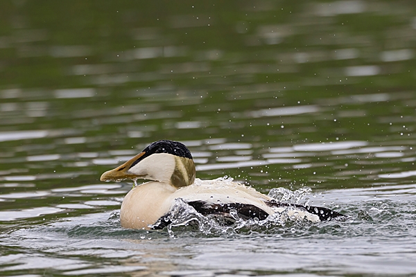 Eider duck male 1. May. '23.