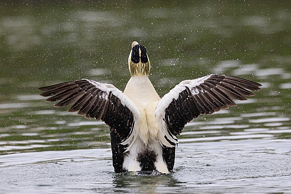 Male Eider duck rearing up 2. May. '23.