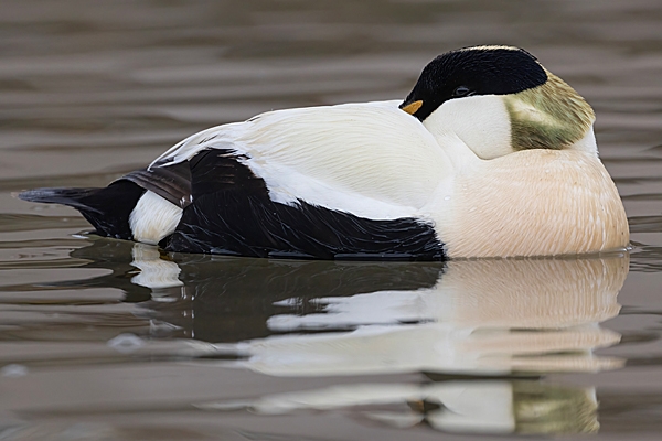 Male Eider duck resting. May. '23.