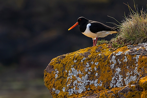 Oystercatcher on lichen rock. May. '23.