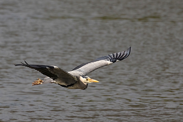 Grey Heron in flight. May. '23.