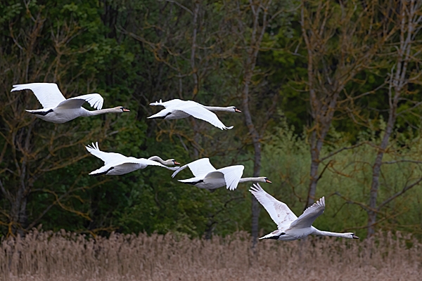 5 Mute Swans in flight. May. '23.