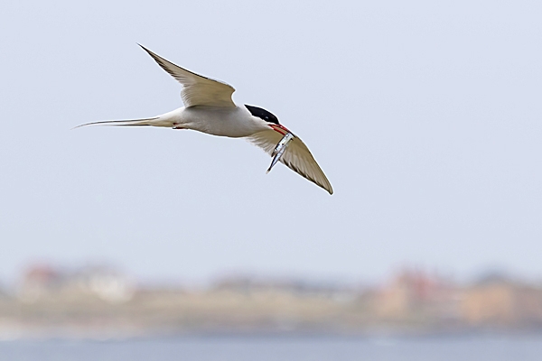 Arctic Tern with sandeel 2. May. '23.