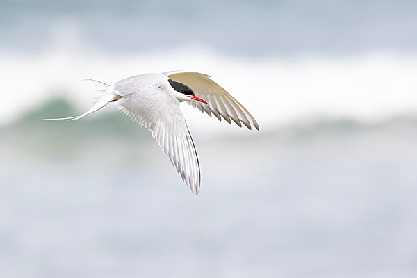 Arctic Tern in flight. May. '23.