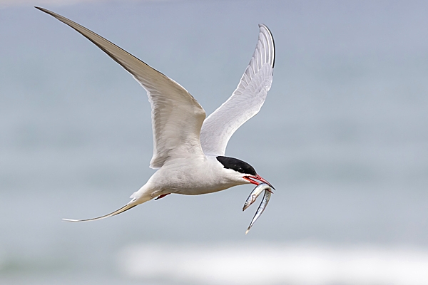 Arctic Tern in flight with sandeel 1. May. '23.