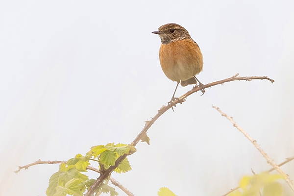 Female Stonechat on bramble. May. '23.