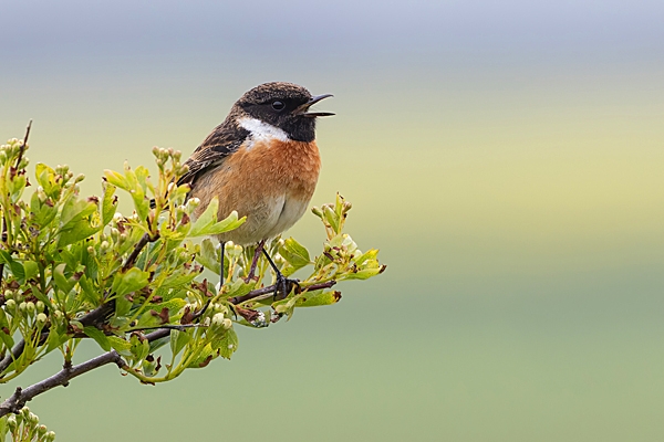 Male Stonechat on hawthorn. May. '23.