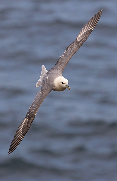 Fulmar in flight 2. May. '23.