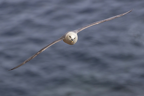 Fulmar in flight 1. May. '23.