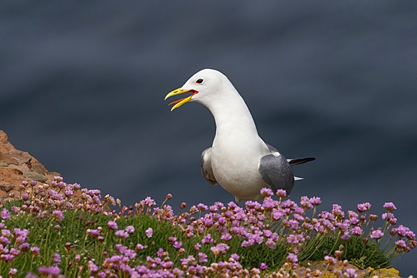 Kittiwake calling in thrift 1. May. '23.